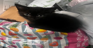 Mixed Breed cats - Advert 5