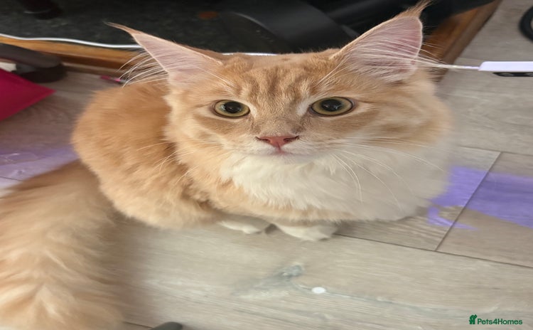 Maine Coon cats - Advert 9