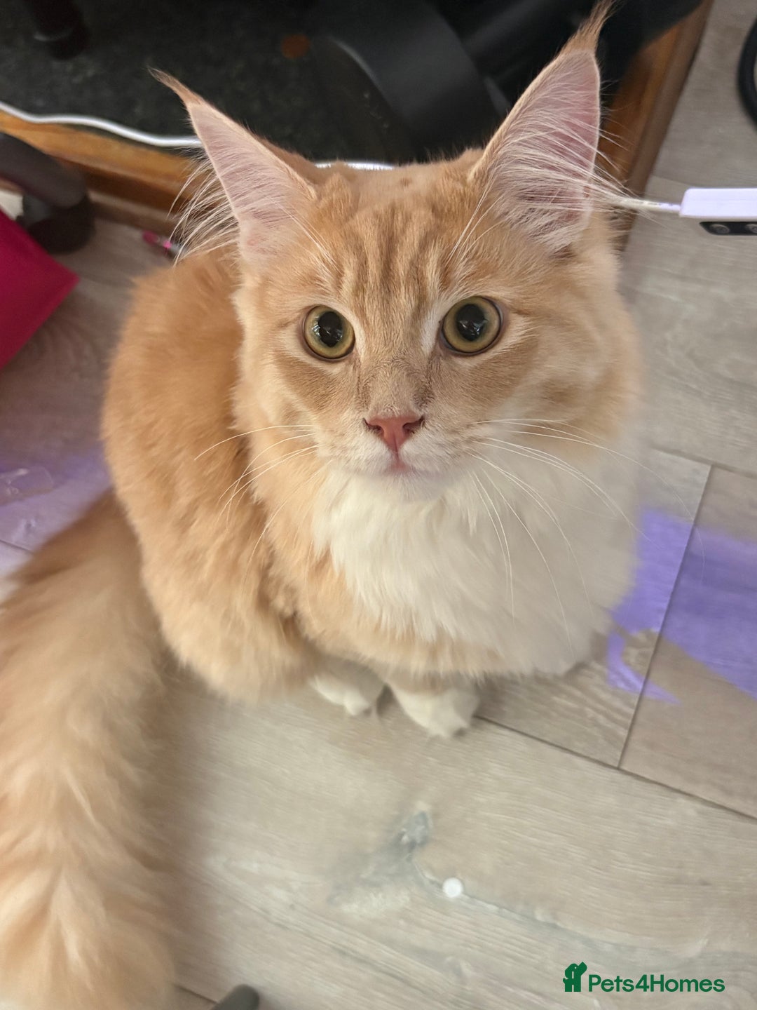 Maine Coon cats for sale: Maincoon x ragdoll 8M final price - Image 2