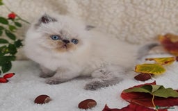 Persian cats for sale: Persian Kittens - Image 8