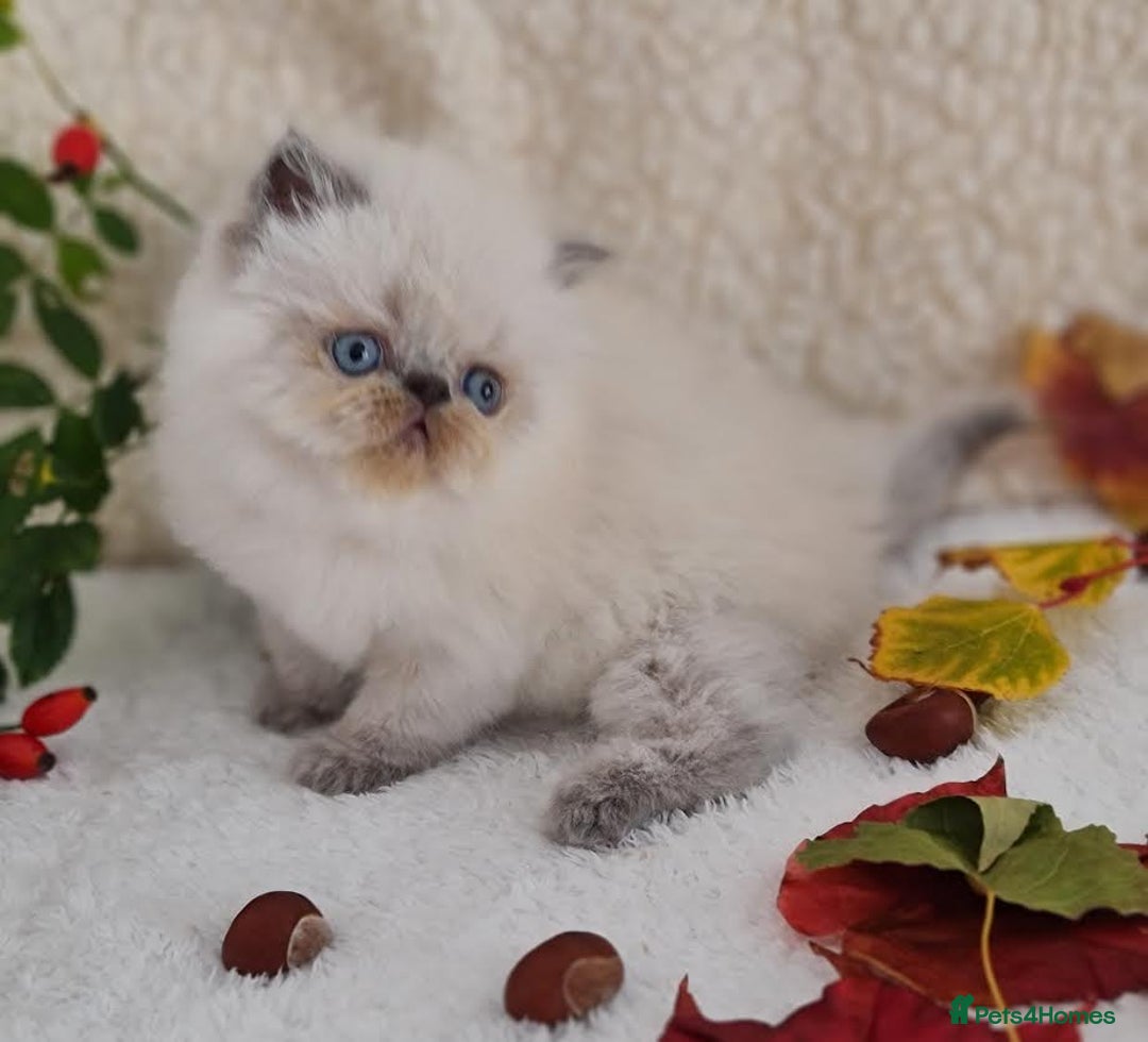 Persian cats for sale: Persian Kittens - Image 8