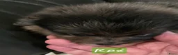 Pomeranian dogs for sale: Gorgeous pomeranian pups - Advert 12