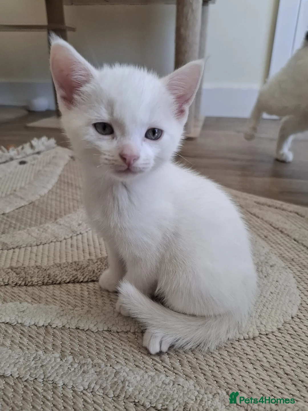 Mixed Breed cats for sale: 6 Beautiful Kitten for Sale in Goole - Advert 14