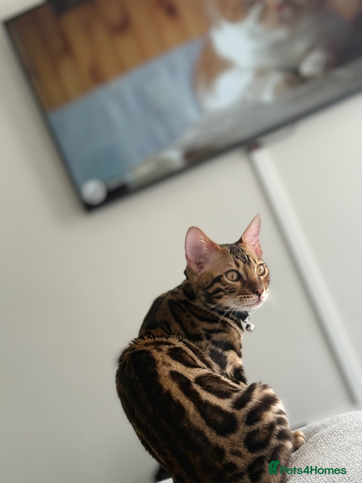 Bengal cats Beautiful 5-Month-Old Bengal Kitten - Advert 1