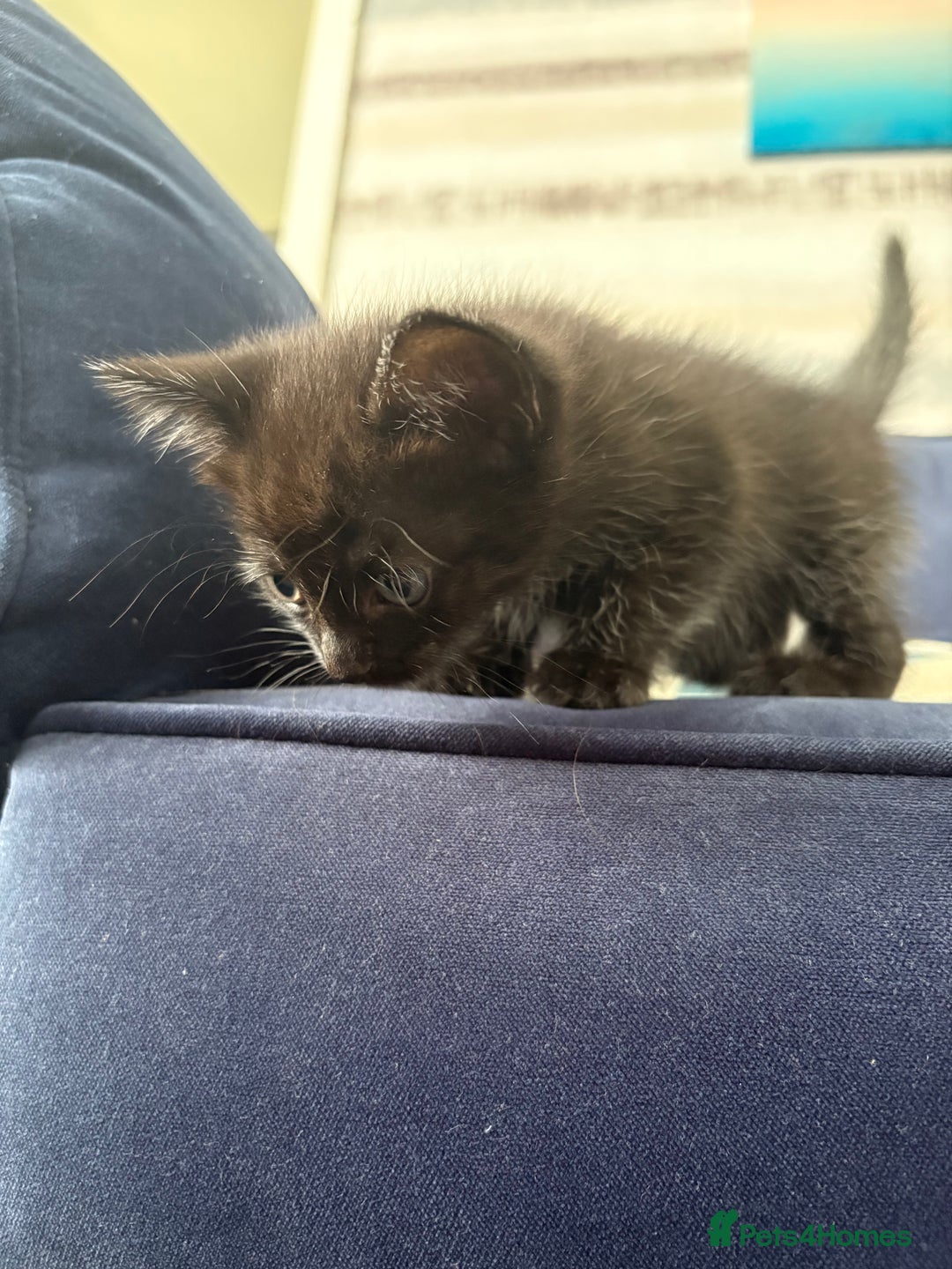 Mixed Breed cats for sale: One male and female kitten - Image 6