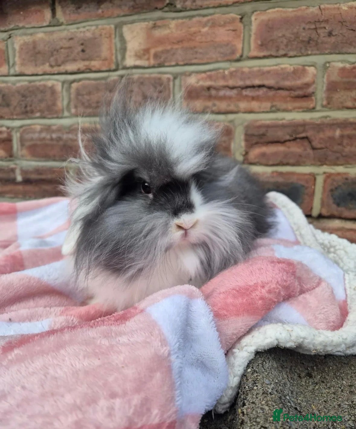 Lionhead rabbits Double maned lion head bunny - Advert 1