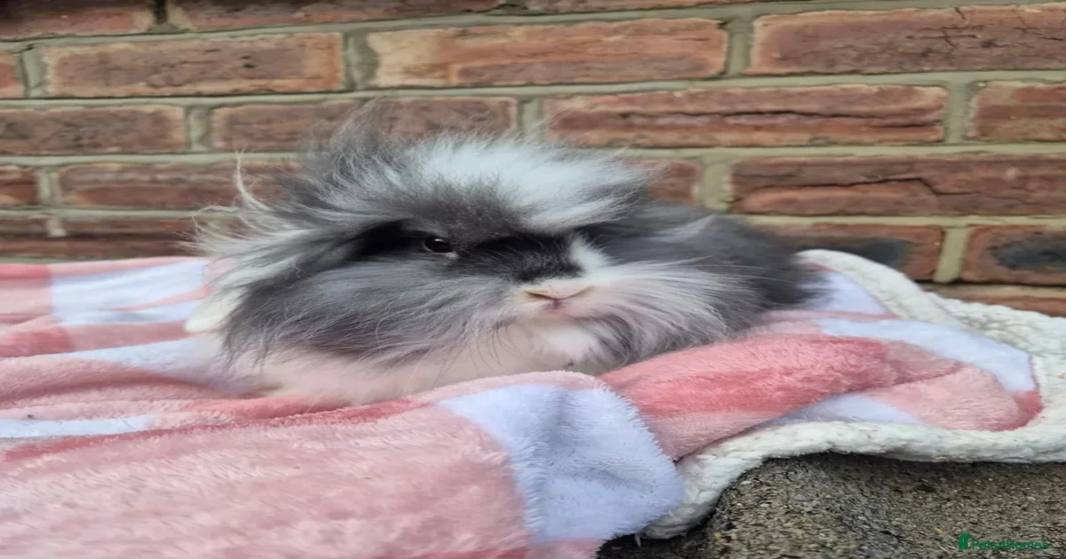 Rabbits for Sale for sale | Pets4Homes