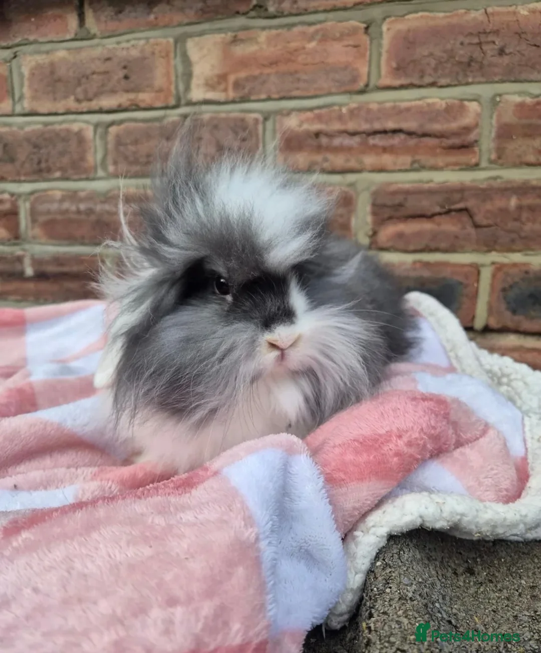 Lionhead rabbits for sale: Double maned lion head bunny - Advert 1