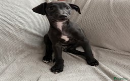 Mixed Breed dogs for sale: Collie Whippet Greyhound  - Image 6