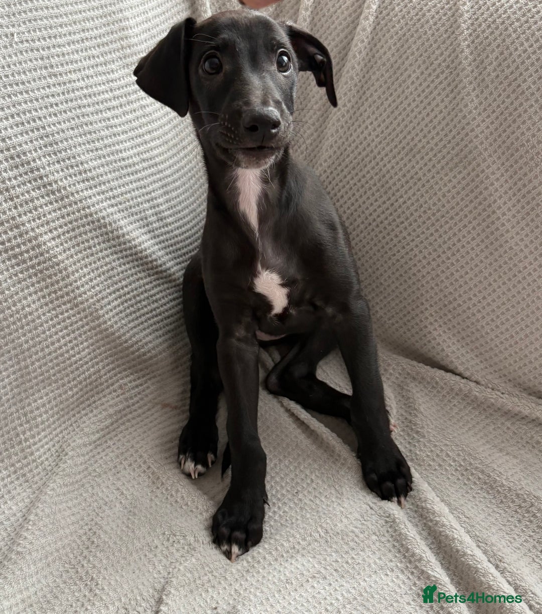 Mixed Breed dogs for sale: Collie Whippet Greyhound  - Image 6