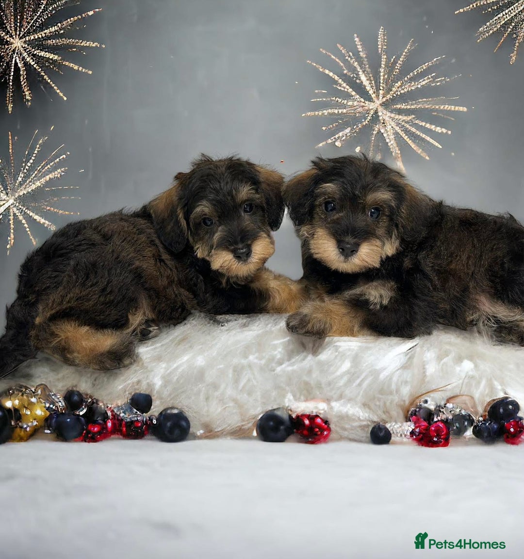 Mixed Breed dogs for sale: OUTSTANDING TOY SCHNOODLES DNA 🧬 CLEAR! - Image 8