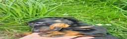 Miniature Dachshund dogs for sale: KC registered black and tan dachshund  - Advert 5