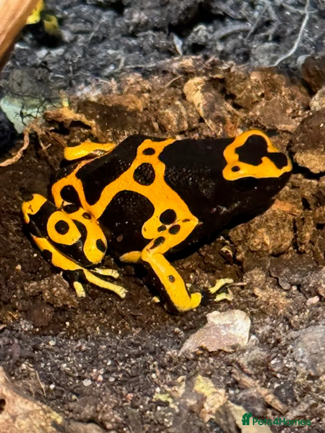Frog reptiles for sale: Dendrobates Leucomelas Bumble Bee Frogs - Advert 4