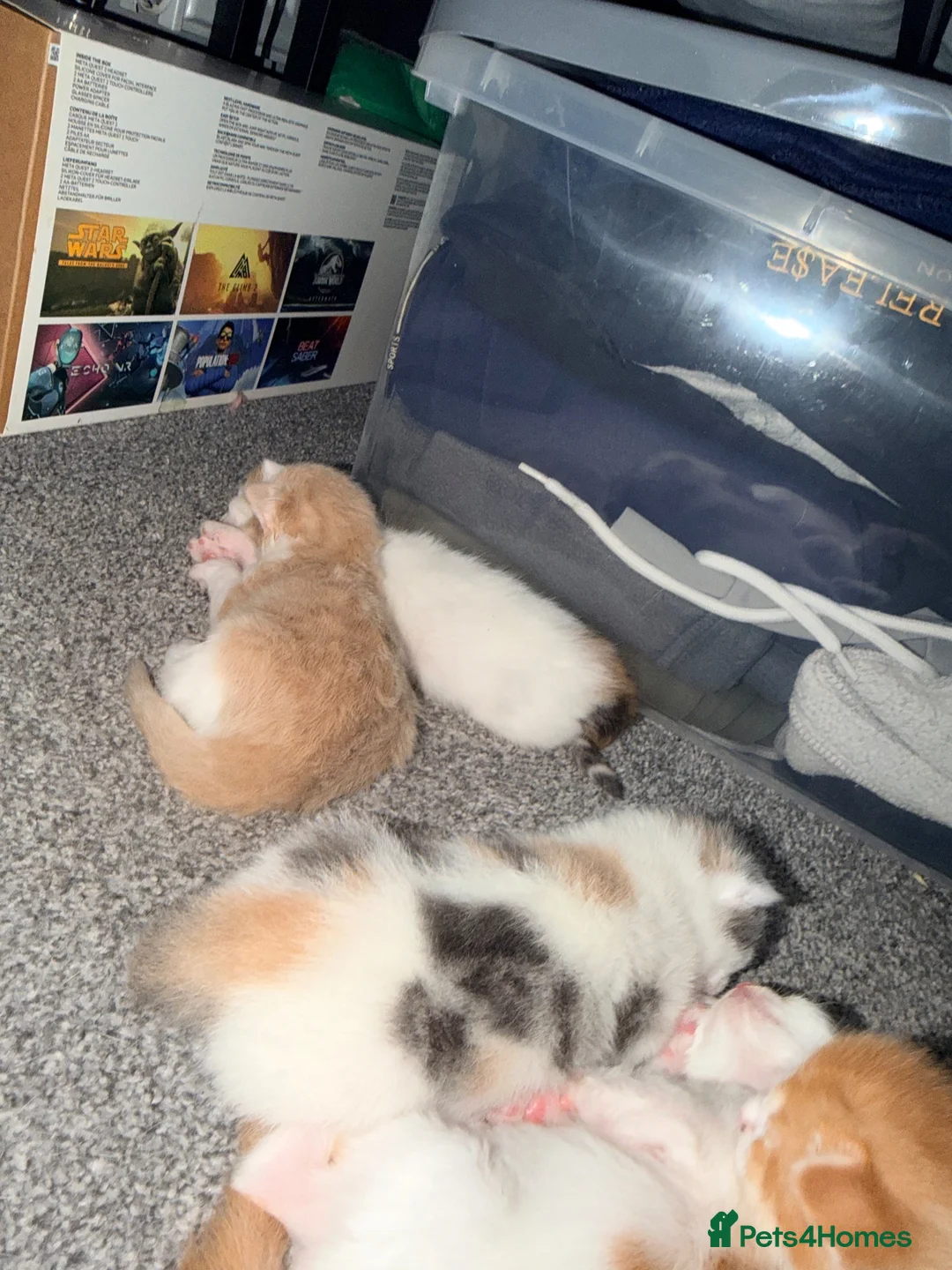 Mixed Breed cats for sale: 5 mixed colour kittens for sale - Advert 2