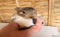 Guinea Pig rodents for sale: 3 baby guinea pigs  - Image 8