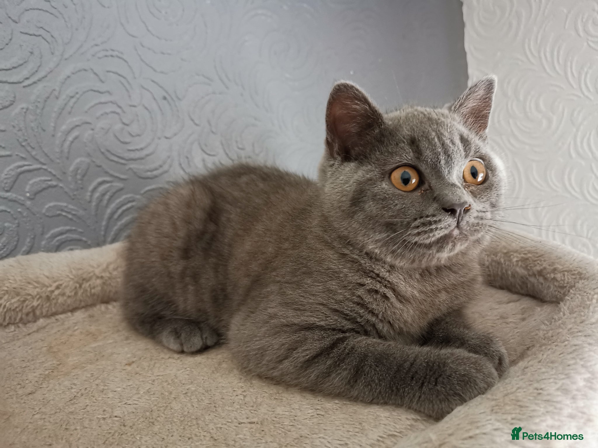British Shorthair cats Stunning GCCF reg kittens ready to leave now! - Advert 2