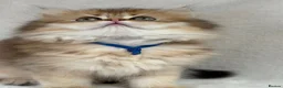 British Longhair cats for sale: British Longhair stunning TICA boy - Advert 8