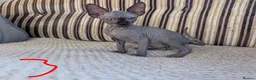 Sphynx cats for sale: Ready for reservation  - Advert 7