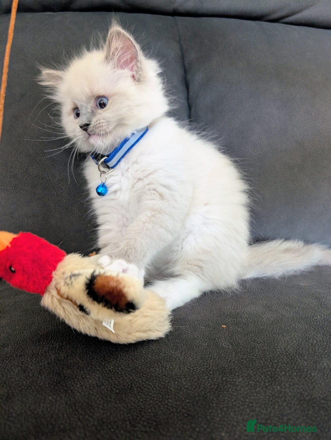 Ragamese cats for sale: 🐾💎Ragdoll X Siamese (Ragamese) Kittens💎🐾 - Image 27