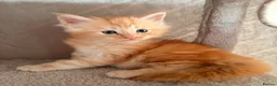 Maine Coon cats for sale: Maine coon babies ready to reserve  - Advert 10