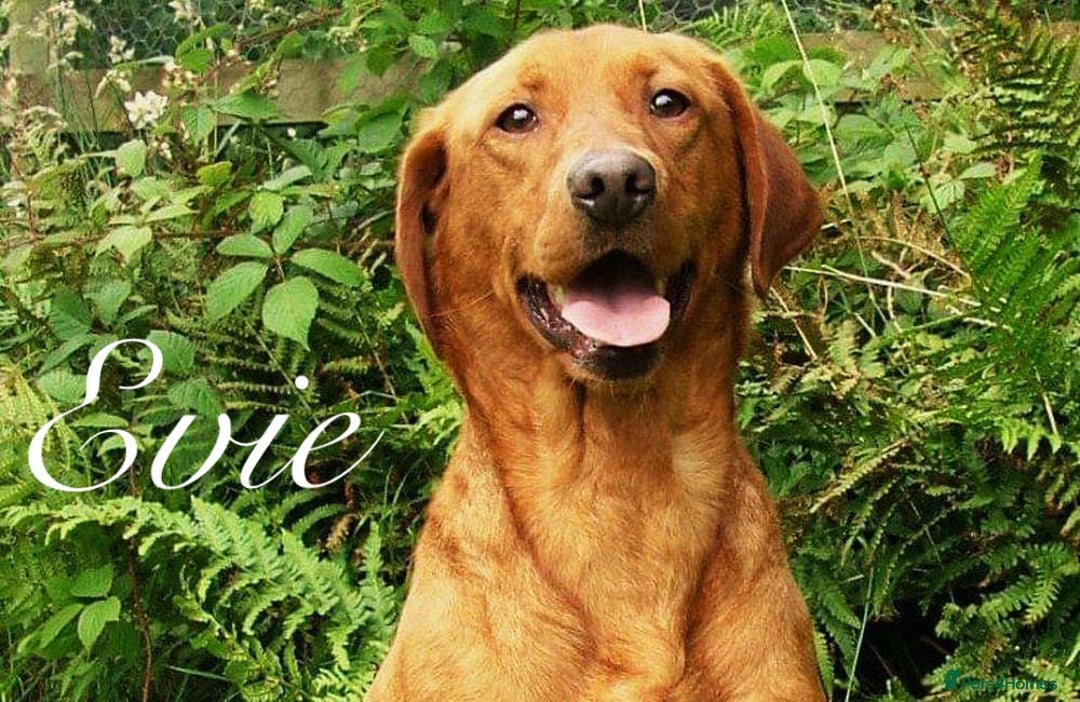 Labrador Retriever dogs for sale: FOX RED LABRADORS OUTSTANDING HEALTH 280 PLUS DNA - Image 4