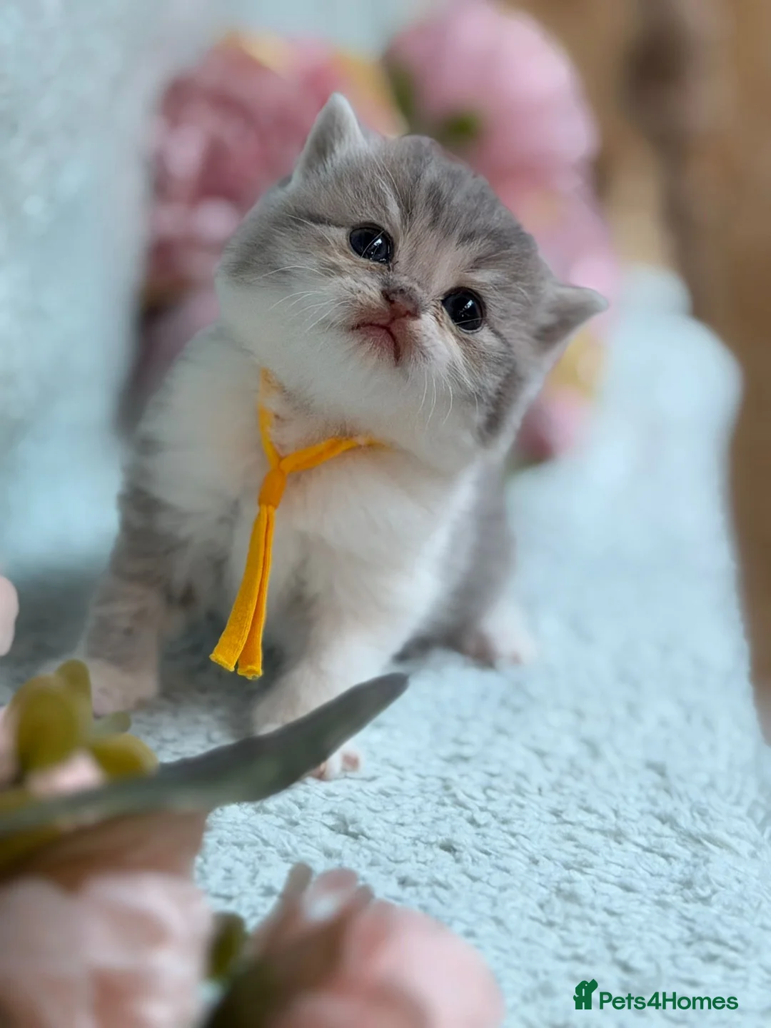 British Longhair cats for sale: BLH Adorable unique kittens TICA in Barnsley - Advert 2