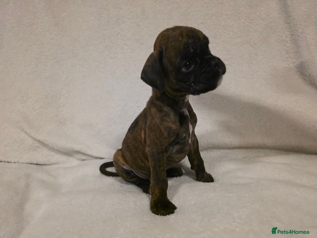 Boxer dogs for sale: Part European quality KC Reg Boxers - Advert 23