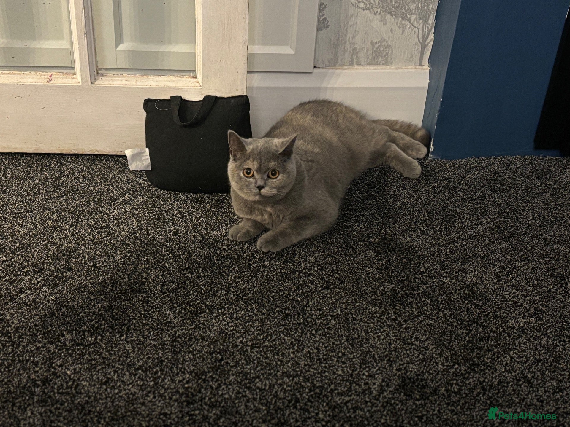 British Shorthair cats GCCF BRITISH SHORTHAIR KITTENS - Advert 1