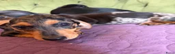 Miniature Dachshund dogs for sale: Mini sausage dogs. Family bred/health checked  - Advert 11