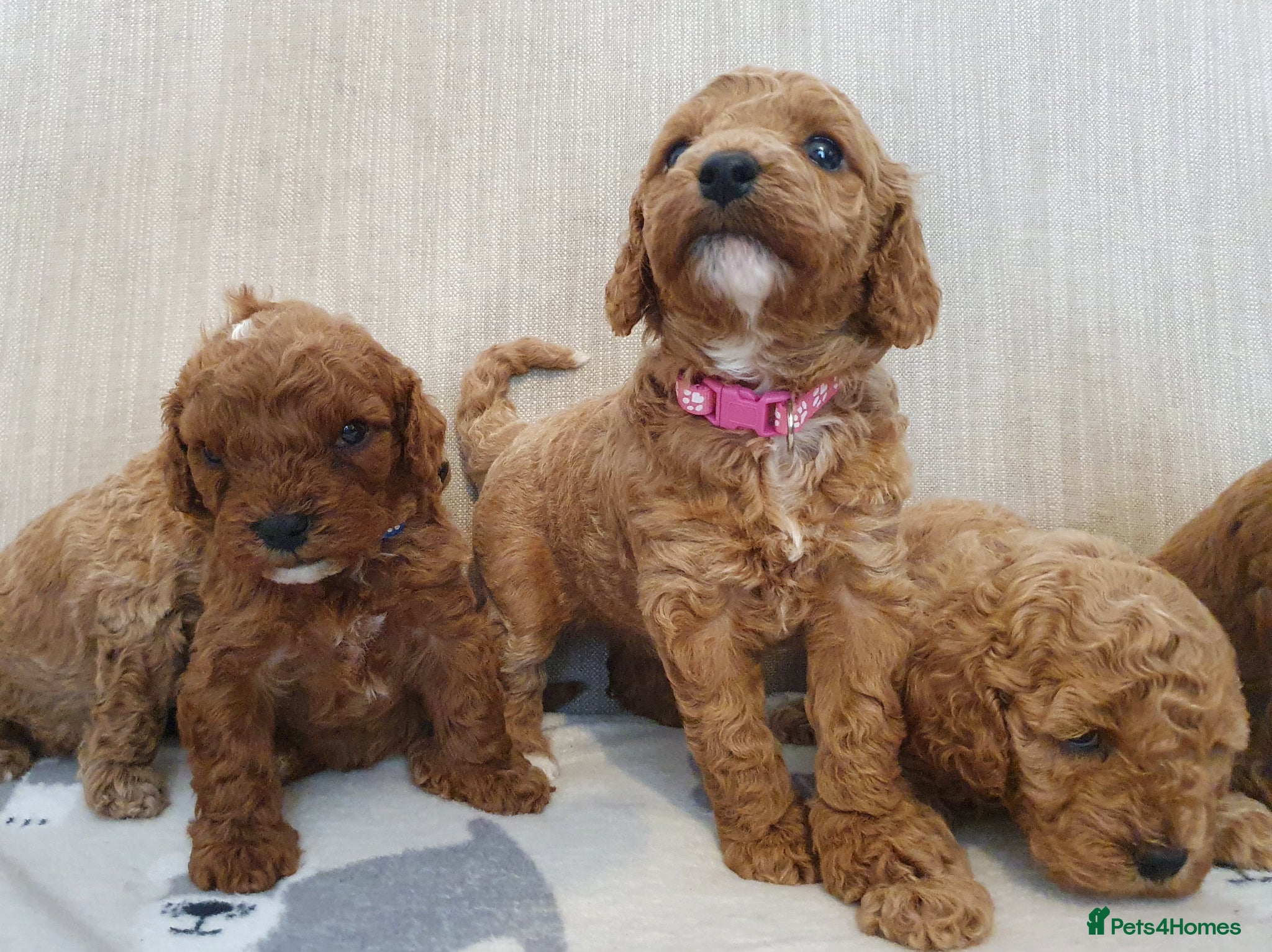 Cavapoo dogs Beautiful Red Cavapoo Puppies F1BB - Advert 2