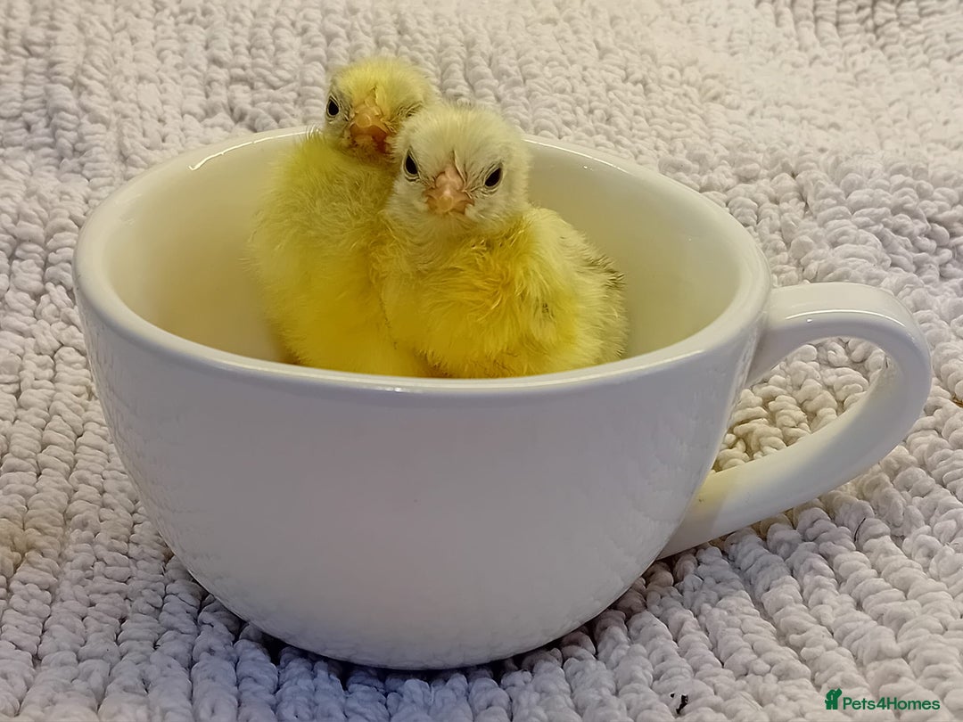 Chickens poultry for sale: Beautiful, days old Serama Chicks Available in Ruardean - Image 5