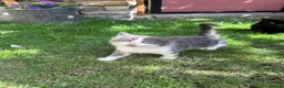 British Shorthair cats for sale: 4 Girls & 2 Boys Kittens Available - Advert 16