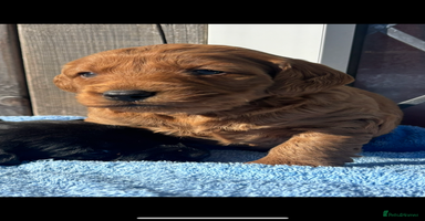 Labradoodle dogs - Advert 8