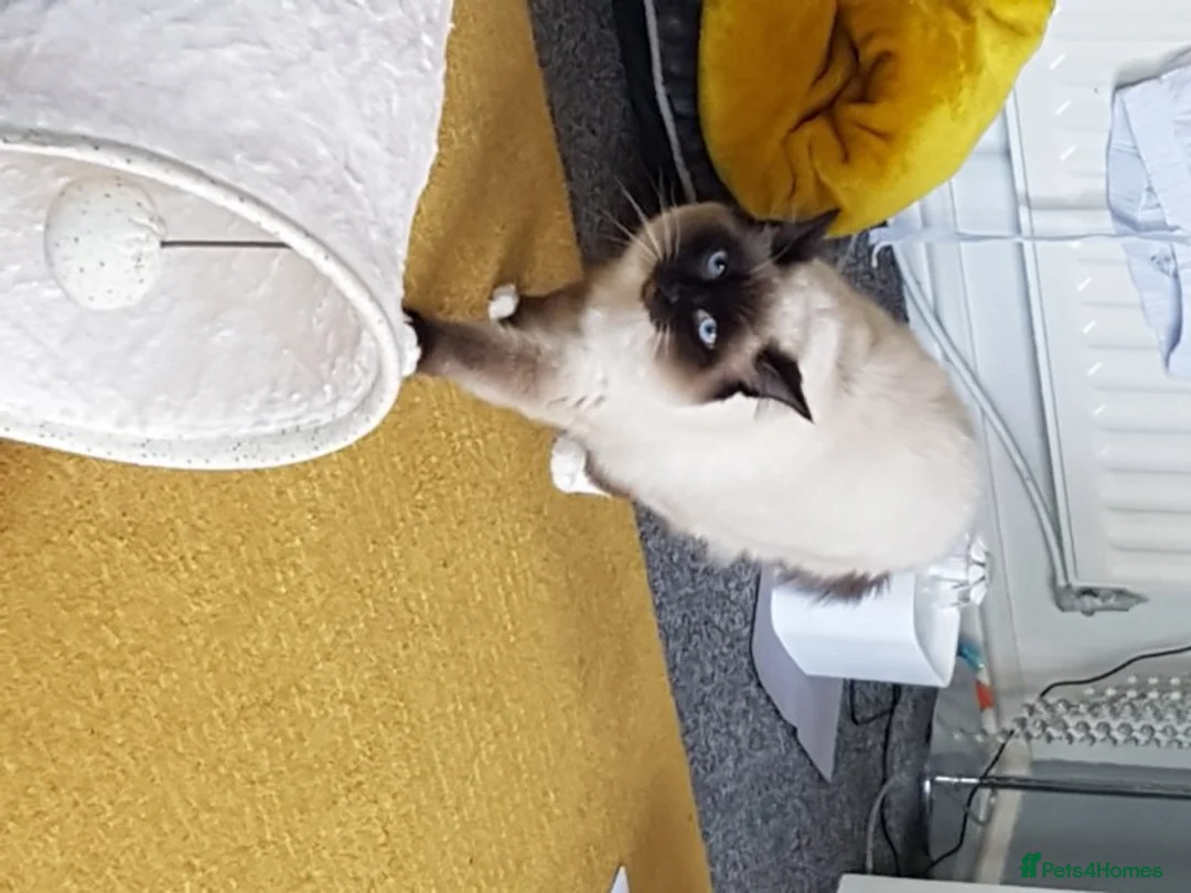 Ragdoll cats for stud: Ragdoll for stud in Peterlee - Advert 2
