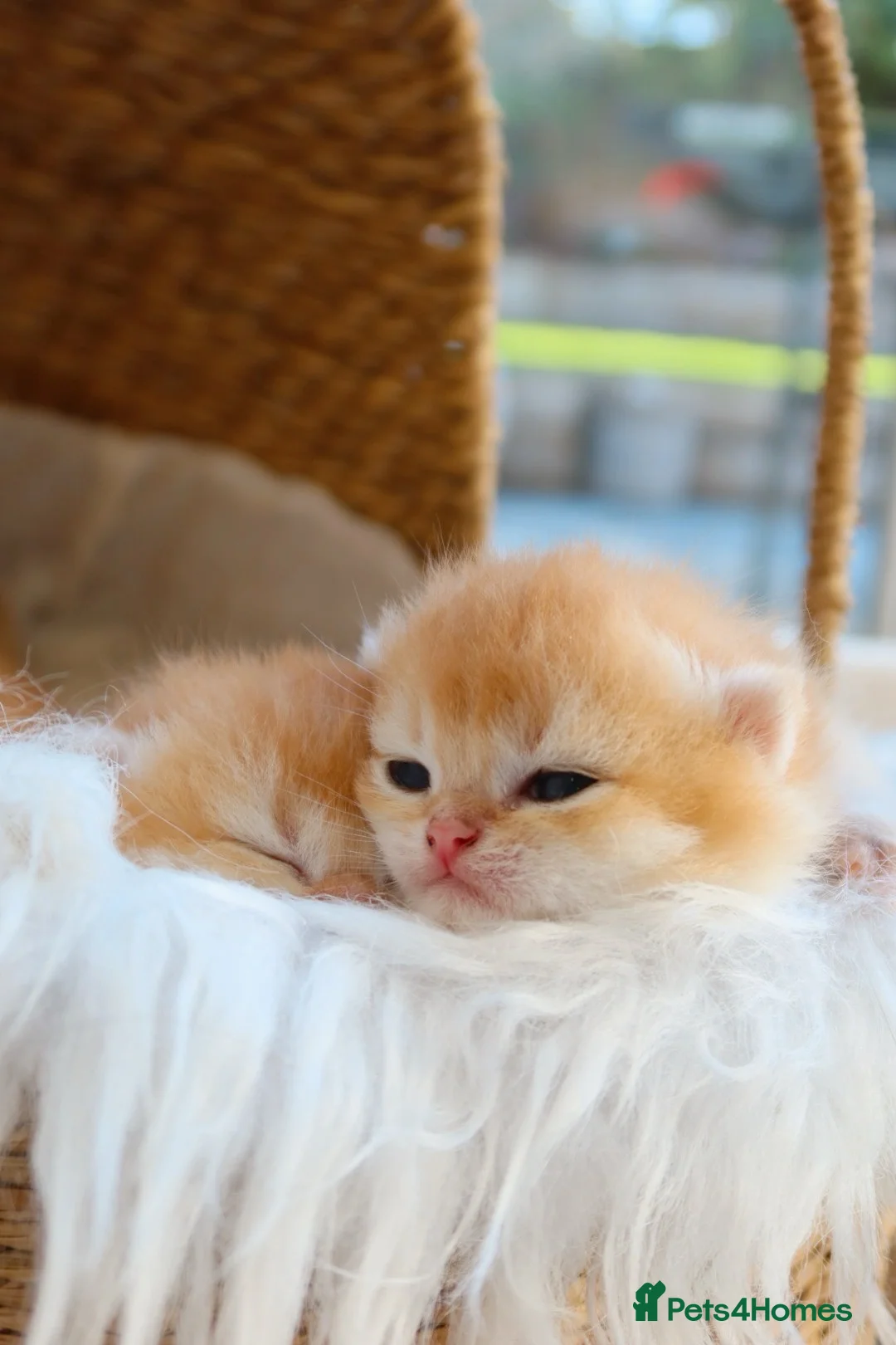 British Shorthair cats for sale: Golden British Shorthair Kittens - Reg & Licensed - Advert 1