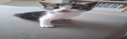 Domestic Shorthair cats for sale: Kittens - Advert 7