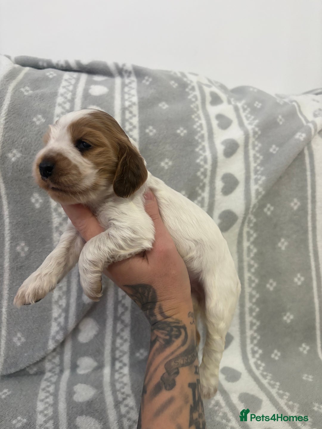 Cocker Spaniel dogs for sale: KC Reg Delightful Show Type Cocker Spaniels - Advert 13