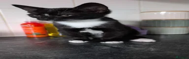 Bean