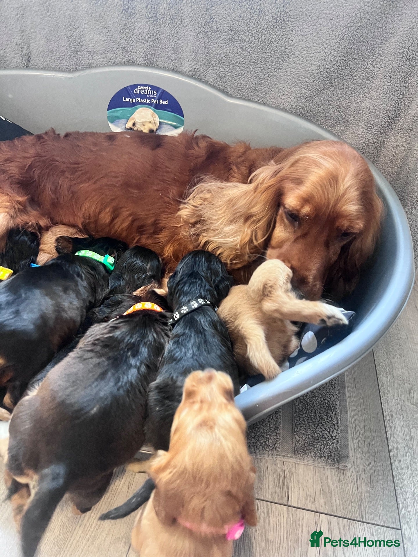 Cocker Spaniel dogs Show cocker spaniels - Advert 1