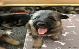 Shepsky dogs for sale: German Shepherd/Shepsky Puppies - Image 6