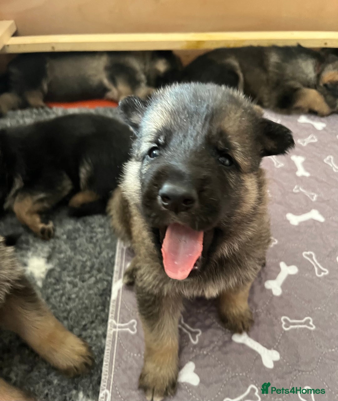 Shepsky dogs for sale: German Shepherd/Shepsky Puppies - Image 6