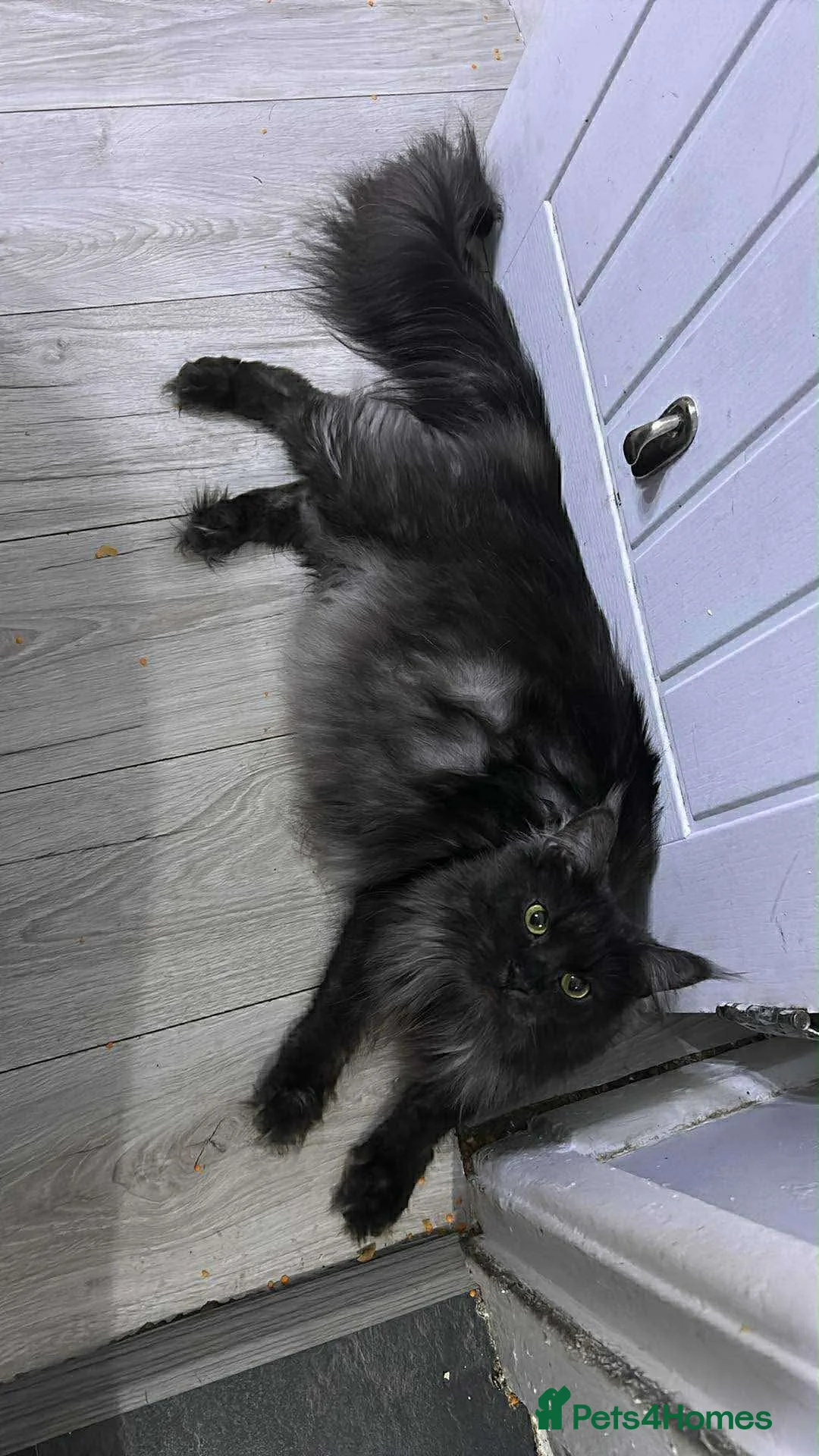 Maine Coon cats for sale: Maine Coon Kitten  - Advert 2