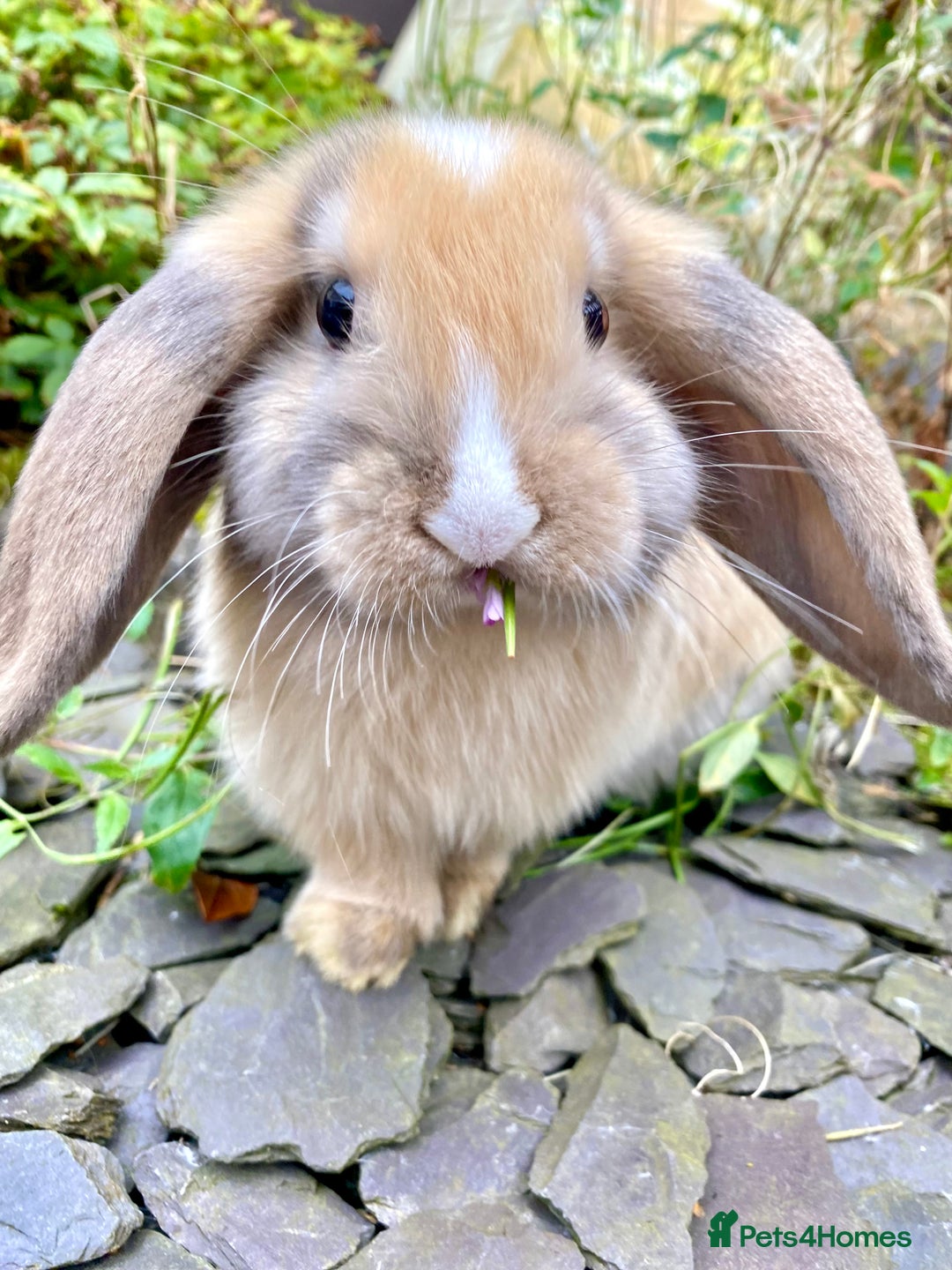 Mini Lop rabbits for sale: Female mini lops for sale  - Advert 4