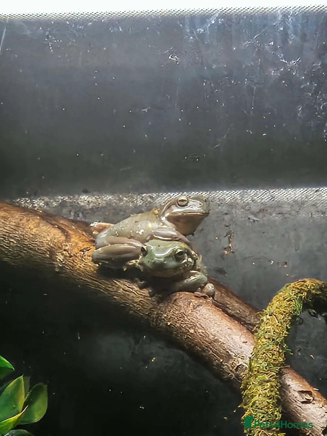 Frog reptiles for sale: x3 Snowflake Whitetree Frogs for Sale / Rehome - Advert 5