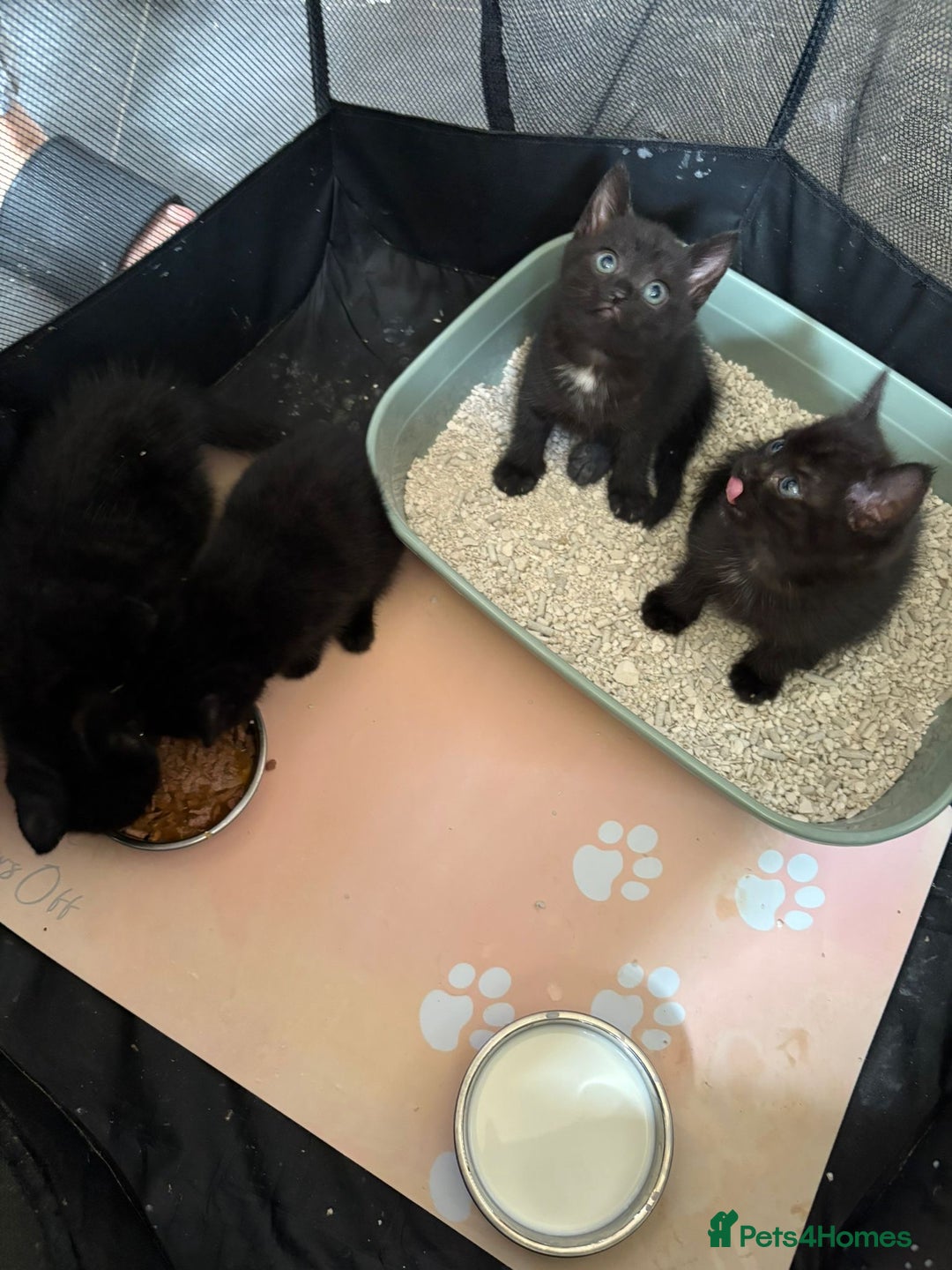 Mixed Breed cats for sale: Beautiful kittens ready for new homes now  - Image 2