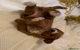 Toy Poodle dogs for stud: Tri Coloured Toy and Miniature studs in Northallerton - Image 13