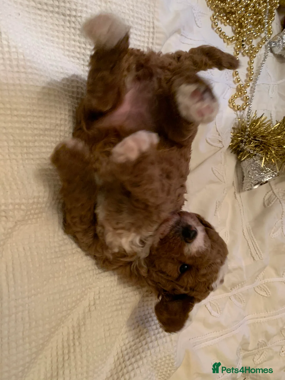 Toy Poodle dogs for stud: Tri Coloured Toy and Miniature studs in Northallerton - Advert 13
