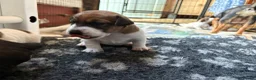 Jack Russell dogs for sale: Delightful Miniature Jack Russell Pups - Advert 20