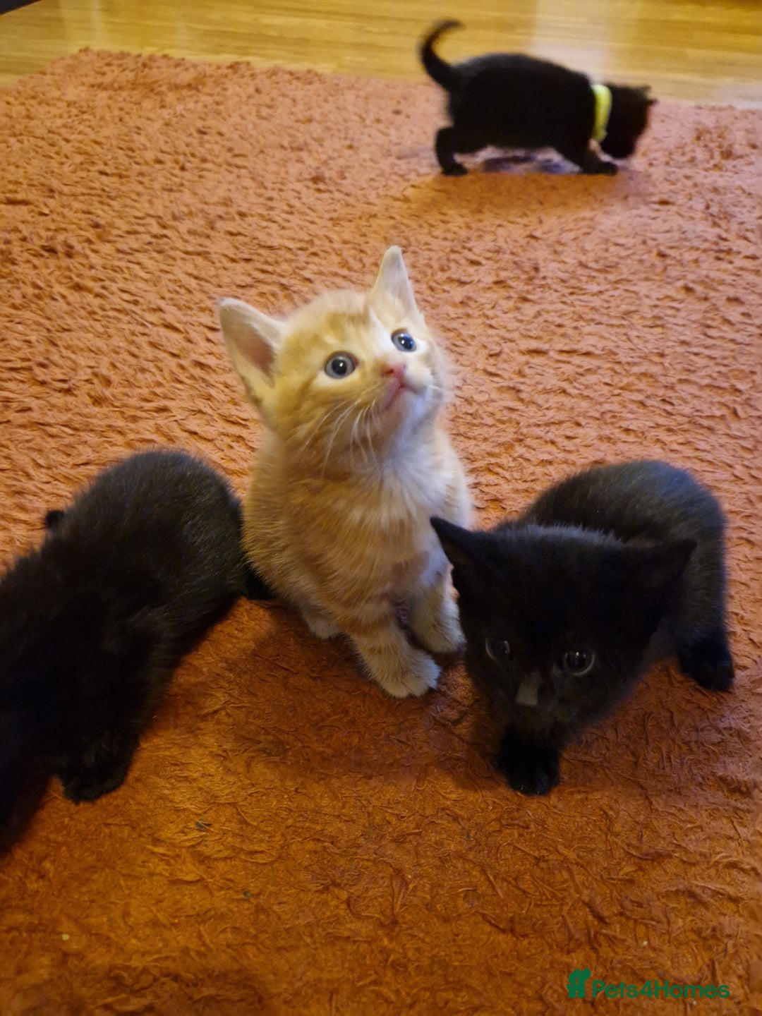 Mixed Breed cats for sale: 3 beautiful male kittens for sale  - Image 5