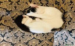 Mixed Breed cats for sale: sweet adult boy  - Image 1